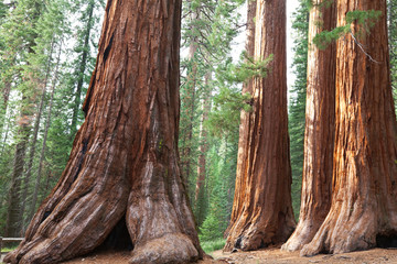 Sequoia