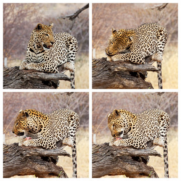 Leopard