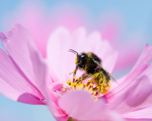 Spring - Bee on cosmos flower