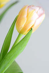 Tulip