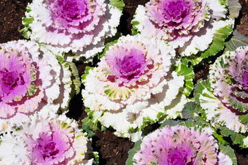 cabbage flowers