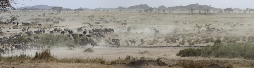 panoramic zebra landscape