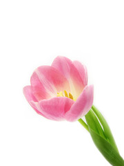 künstlerische Tulpe (Tulipa), 56, Close-up,
