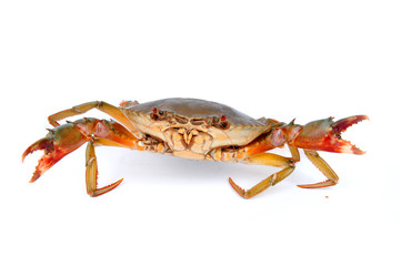 Fresh Raw Crab .