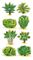 Green Vegetables Collection
