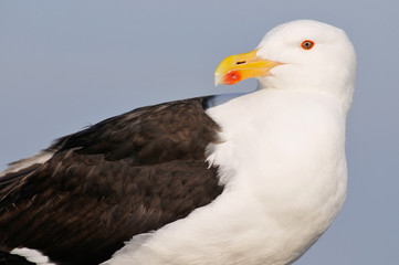 Portrait Great Black-backed Gull (Larus marinus)