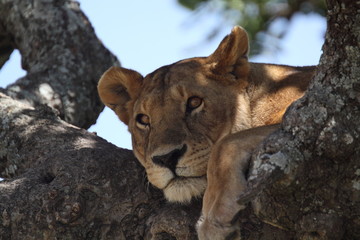 Plakat lwica odpoczynku na drzewie