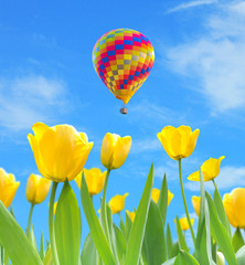 colorful hot air balloon with beautiful yellow tulips