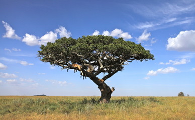 Obraz premium lwy na drzewie
