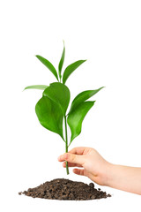 Children hand putting a plant in ground