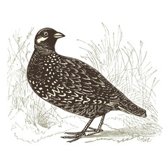 Perdrix ( francolinus vulgaris )