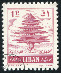 Cedar of Lebanon