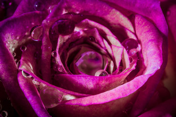 Pink Rose With Water Droplets