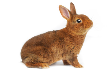 Brown Rabbit