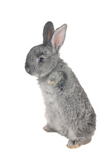 Gray rabbit