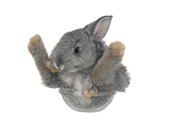 Gray rabbit