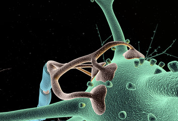Neuron close_up