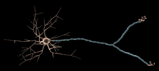 Multipolar neuron