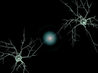 Cell body of two Neurons