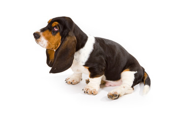 Basset