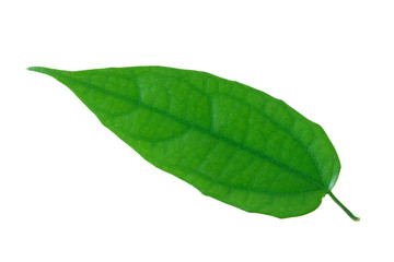 green leaf isolated on a white