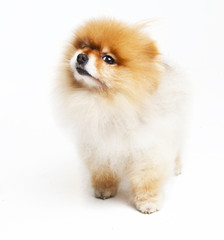 Pomeranian in a studio