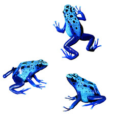 Naklejka premium colorful blue frog Dendrobates tinctorius isolated