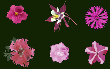Fototapeta na wymiar set of six pink flowers on dark green background