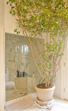 Tree In Indoor Planter In Bathroom