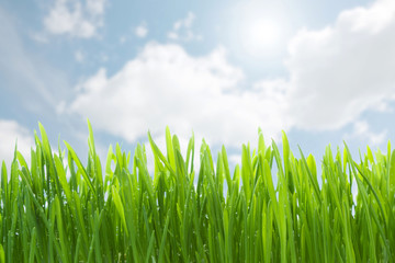 Fototapeta premium Green grass against blue sky