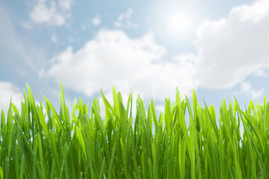 Green grass against blue sky
