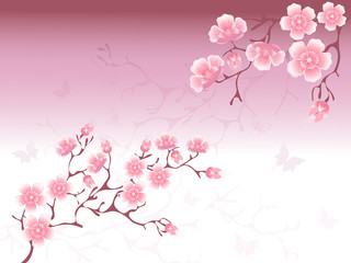 Obraz na płótnie Canvas Cherry Blossoms Background
