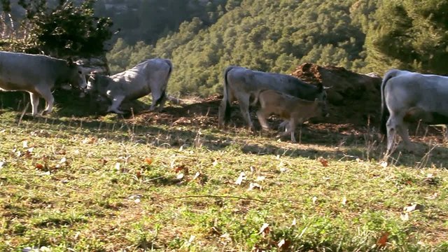 vacas