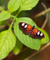 Orange Colored Piano Key Butterfly on a leaf.