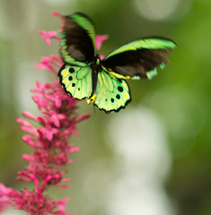 Naklejka premium A male cairns birdwing butterfly about to land.