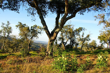 Landscape of mediterranean forest