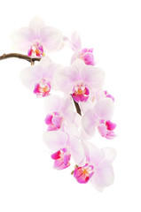 pink orchid - 39737185