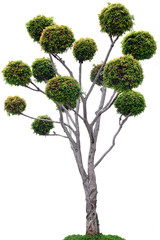 Tree on white background