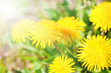 Obraz premium Yellow dandelion flowers with sunlight , spring photo