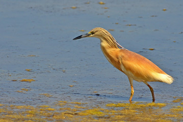 orange heron walking in the marsh