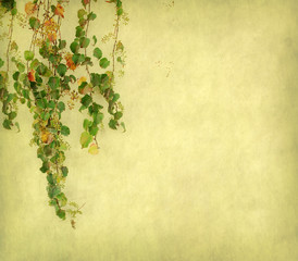 green ivy on old grunge antique paper texture