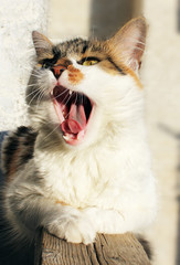 Кот зевает