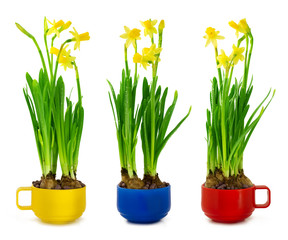 Narcissus and daffodil in the cup