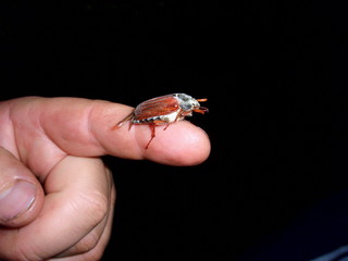 A may-bug is on the hand of peasant