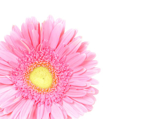 Flower pink gerbera isolated