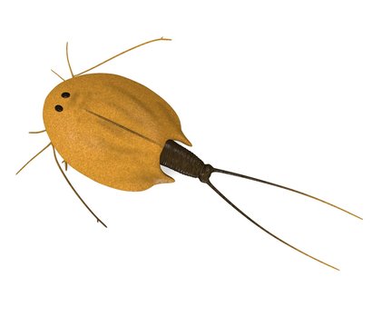 3d render of triops cancriformis