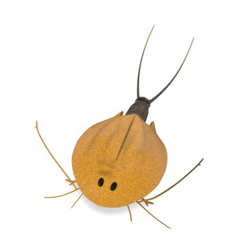3d render of triops cancriformis