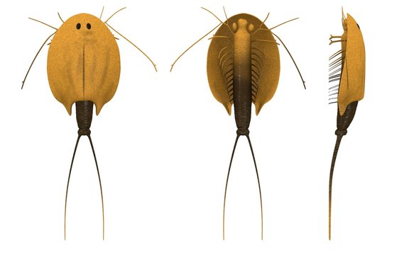 3d render of triops cancriformis