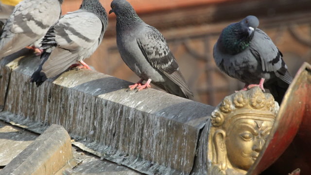 Pigeons. Nepal.