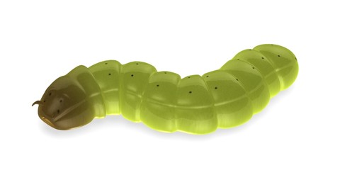 3d render of worm insect